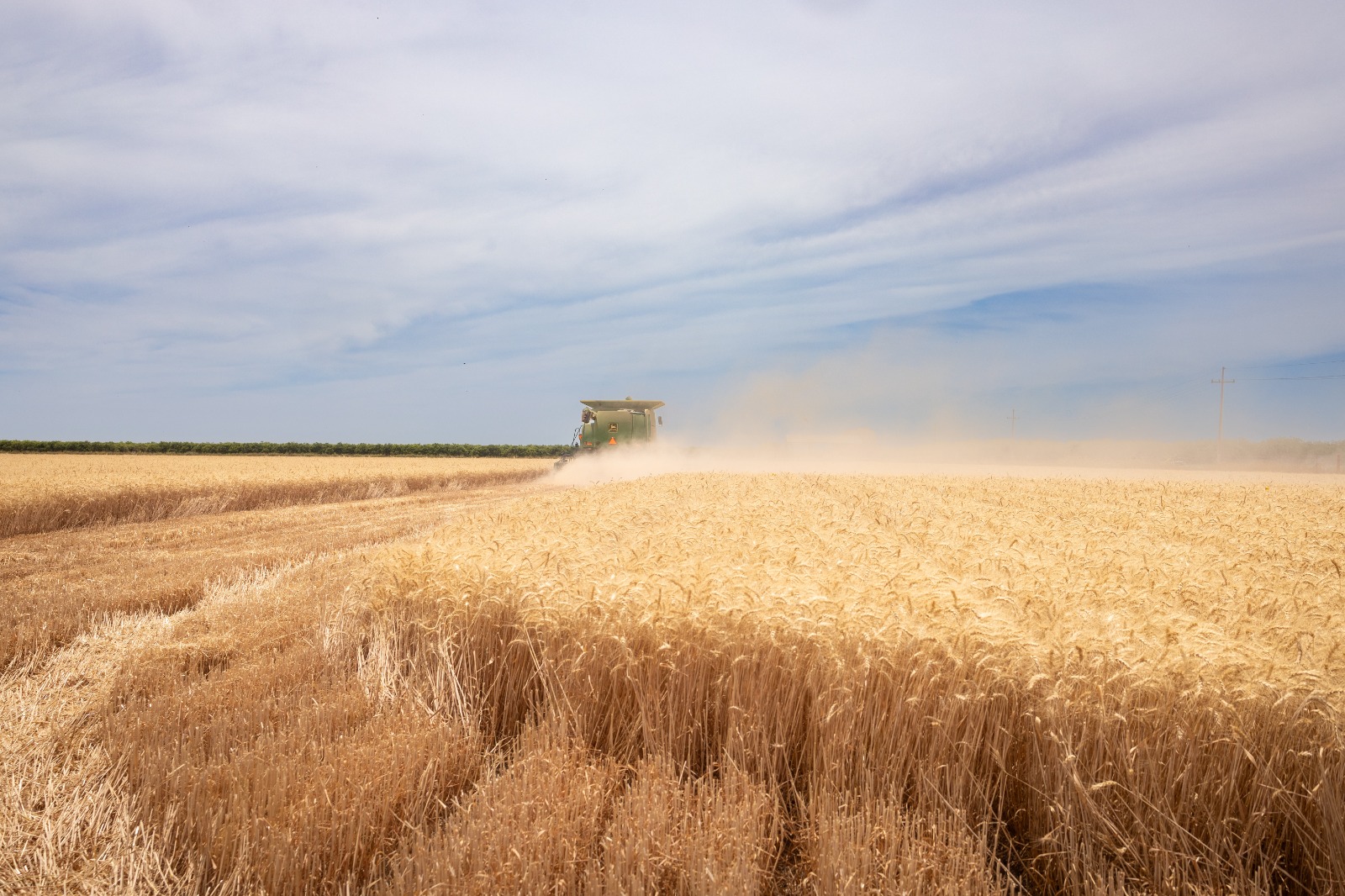 Gestiona Gobierno de Sonora el agilizar pagos a productores de trigo panificable y maíz en Sonora